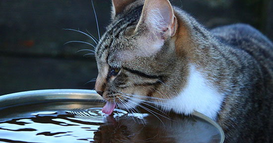 Gatto beve acqua