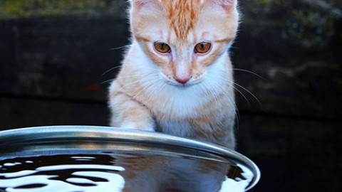 Il gatto beve poca acqua? Ecco cosa fare – GreenStyle