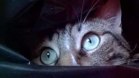Perché il gatto guarda fisso nel vuoto? – Petpassion.tv