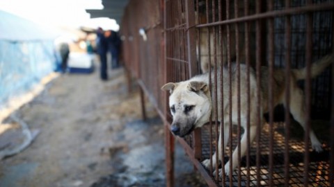 Il più grande mercato di carne di cane in Corea del Sud sarà chiuso – TPI