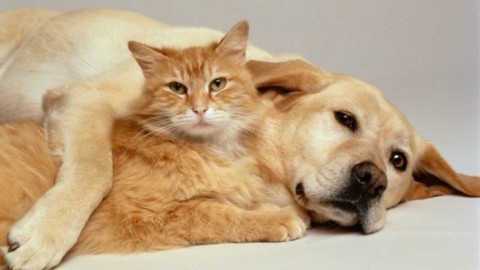 Business delle assicurazioni per cani e gatti. Valore stimato in oltre … – Agenpress