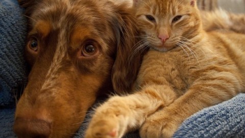 Vita da cani. Cani e gatti i migliori amici dei bambini, piu' che fratelli … – Agenpress