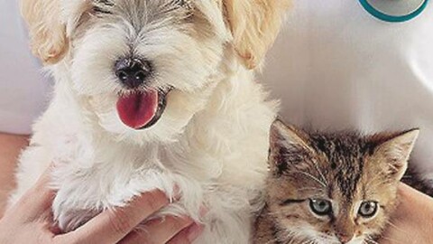 Nasce la mutua per curare cani e gatti – Gazzetta di Parma