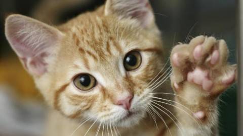 Gli italiani amano i gatti, ma ogni anno 70 mila vengono avvelenati – Globalist.it