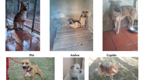 Adotta un cane per amico: il Comune aiuta sette cuccioli senza casa – gonews