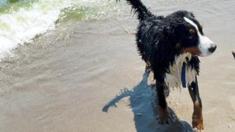 Senza guinzaglio in spiaggia, cane spaventa famiglia con bambino – Il Gazzettino
