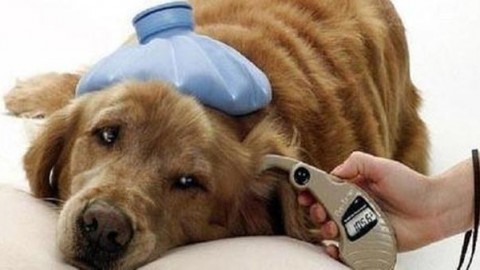 Spese veterinarie: dai farmaci alle visite ecco le voci e gli importi … – Il Mattino