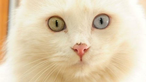 La giornata mondiale del gatto: ogni anno ne vengono avvelenati 70 … – Il Messaggero