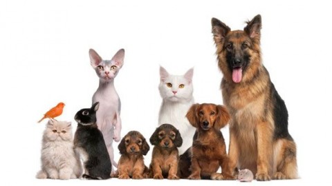 Mutua per cani e gatti: arriva anche in Italia la tutela gli animali … – Investire Oggi