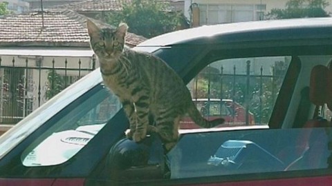 Il gatto sgattaiola in auto per farsi adottare – La Stampa