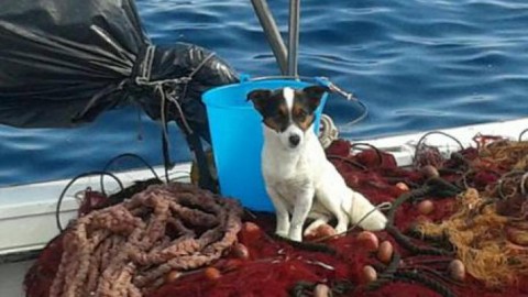 Lipari, cane abbandonato si getta in mare e viene salvato da una … – La Stampa