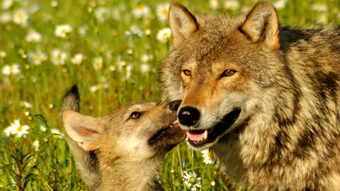 Il lupo va protetto non ucciso: replica LAV agli agricoltori altoatesini