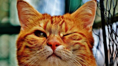 “I gatti non fanno impazzire”, una ricerca smentisce i timori sui felini – Leggo.it