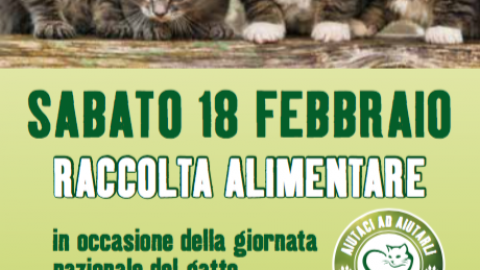 Giornata del Gatto: Maxi Zoo e Enpa organizzano la raccolta … – Meteo Web