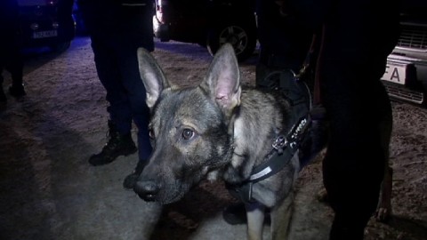 Lavoro da cani: il cane-poliziotto cattura il ladro di una bottiglia di … – Rai News