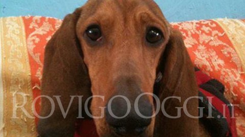 Emergenza abbandono per i cani da caccia: adottateli – RovigoOggi.it