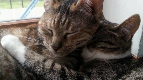 Il 17 febbraio è la giornata nazionale del gatto – VareseNews – Varese News