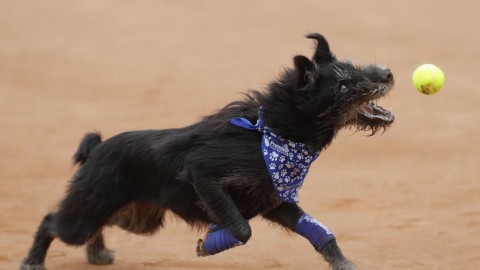 Dal canile a una famiglia: il sogno del cane brasiliano rincorre la … – Il Sole 24 Ore