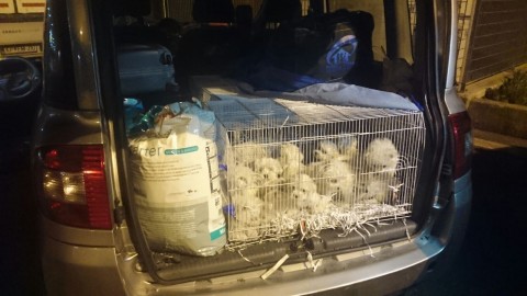 Cuneo, scoperto traffico internazionale di cuccioli di cane: 20 … – Il Sole 24 Ore
