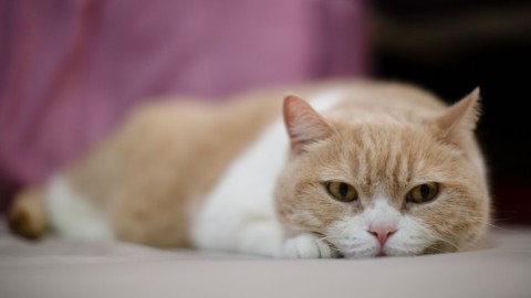 Avere gatti aumenta il rischio di schizofrenia? Probabilmente no – Wired.it