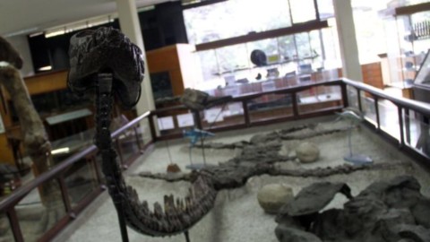 Colombia: scoperto fossile “unico al mondo” di rettile marino – Meteo … – Meteo Web