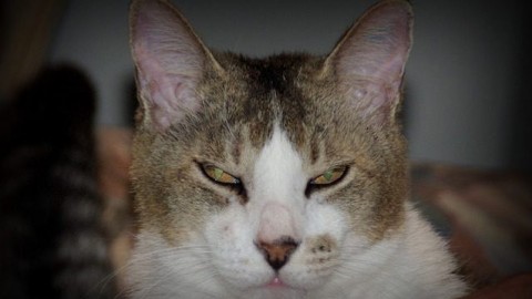 Il tuo gatto non sta meditando di ucciderti, potresti addirittura piacergli – Scienze Fanpage