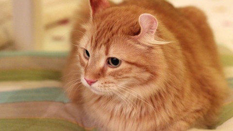 American Curl: il gatto dalle orecchie arricciate – Velvet Pets Italia (Blog)