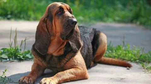 Bloodhound: il cane molecolare per eccellenza – Velvet Pets Italia (Blog)