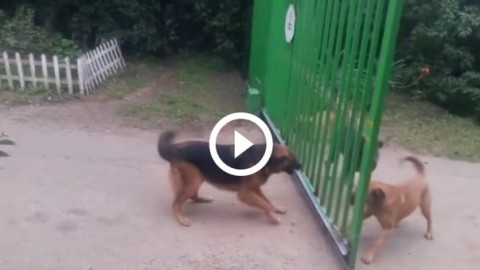 Cani inferociti si abbaiano attraverso il cancello. Ecco cosa succede … – Leggo.it