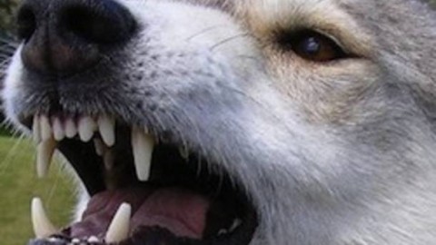 Cane azzanna cane, la denuncia del Sindaco – Varese News