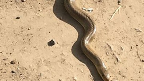 Avvistato un serpente a pochi metri dalle case a Bernareggio – Giornale di Monza (Abbonamento)