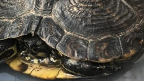 «Non esistono tartarughe nane»: l'allarme di Enpa Monza e Brianza … – Il Cittadino di Monza e Brianza