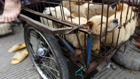 Taiwan primo stato asiatico a vietare la macellazione di cani e gatti – L'Huffington Post
