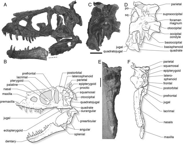 Le ossa del Daspletosaurus horneri