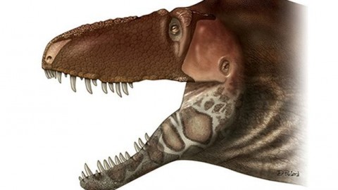 È lui il tirannosauro 'tenero' che si baciava con il muso – Scienze Fanpage