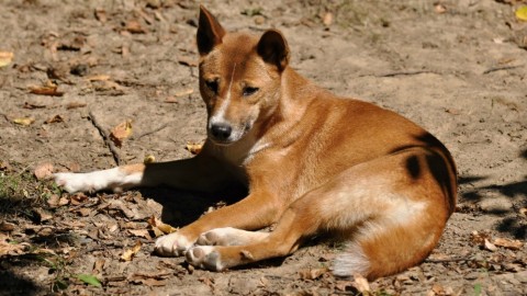Scoperto il cane più raro e antico del mondo – Velvet Pets Italia (Blog)