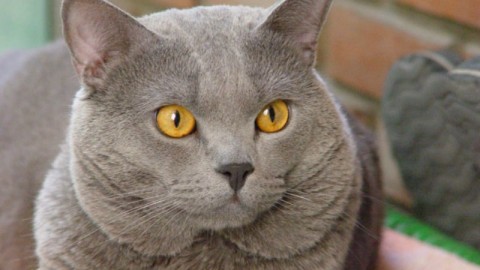 Certosino: 5 caratteristiche che vi faranno innamorare del “re dei gatti” – Velvet Pets Italia (Blog)
