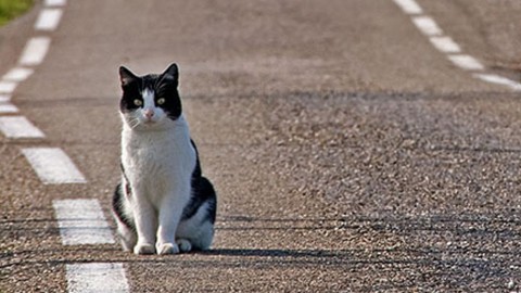 Cani e gatti soli in strada? Regole d'oro per avvicinarli senza creare … – Velvet Pets Italia (Blog)