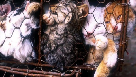 Svolta epocale a Taiwan: vietato il consumo di carne di cane e gatto – Velvet Pets Italia (Blog)