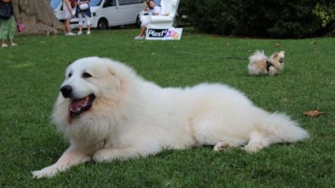 Il Monferrato Dog Show a Pomaro. Con il cane protagonista del film … – Casale News