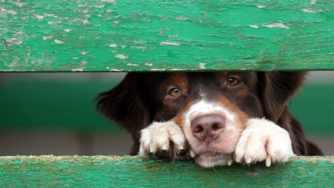 A Pizzoferrato chi adotta un cane non paga le tasse comunali – Chietitoday