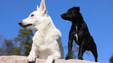 Come sono nate le diverse razze di cani? – Galileo