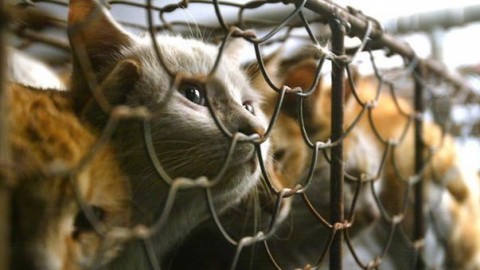 Taiwan, svolta storica: vietato mangiare carne di cane o gatto – Il Messaggero
