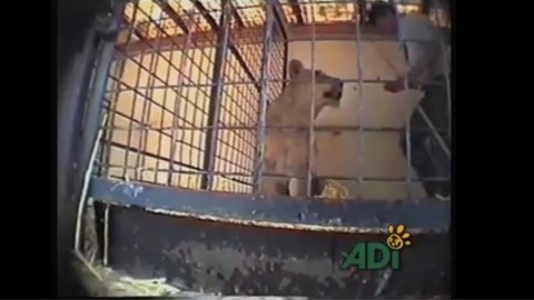 Circhi: video shock svela 15 anni di maltrattamenti agli animali in UK