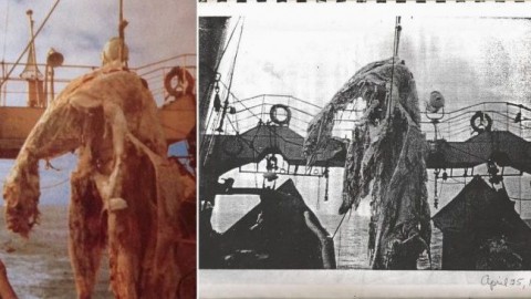 Zuiyu Maru: la storia del mostro pescato nel 1977 – Notizie.it