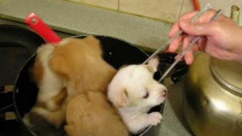 Taiwan: mangiare cani e gatti è diventato reato – Notizie.it