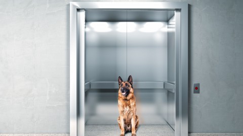 Condominio: è possibile portare animali in ascensore? – Studio Cataldi
