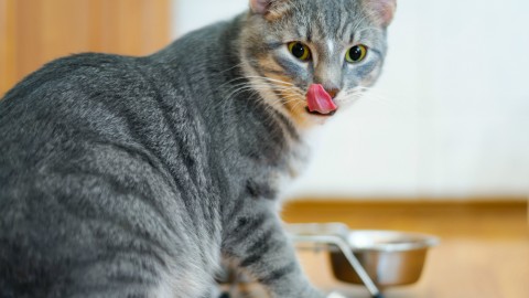 “L'Esperto risponde”: quante volte al giorno deve mangiare il gatto – Velvet Pets Italia (Blog)