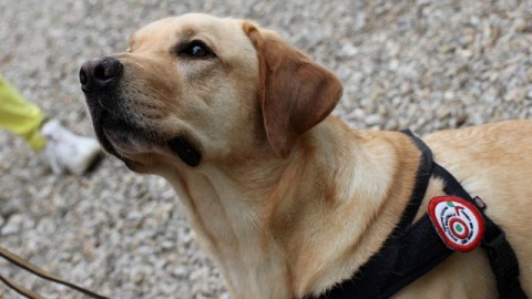 Dog Pride a Montecatini Terme: il programma della giornata del cane – gonews