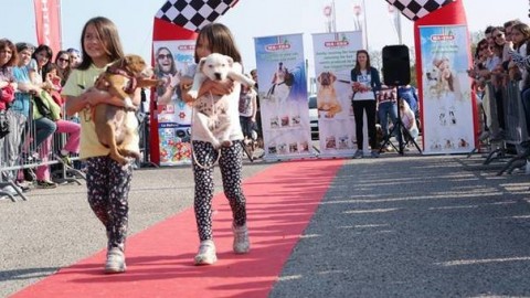 Friuli Dog Show, originale sfilata di bellezza per cani di razza e meticci – Il Gazzettino
